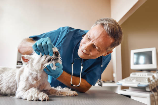 Best Chipped Tooth Repair Near Me  in Tennessee Ridge, TN